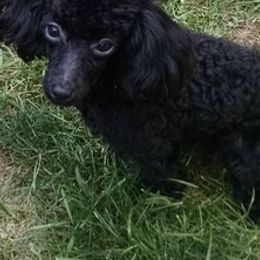 Poodles from McCartys little poodles