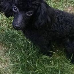 Poodles from McCartys little poodles