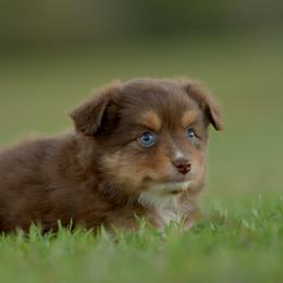 Ginny - Red tri female Toy Australian Shepherd puppy in Hartman, Arkansas from Southern Edition Aussies