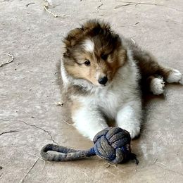 Shetland Sheepdog Puppies from September Morning Shelties