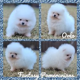 Orlo - White male Pomeranian puppy in Anna, Texas from Fantasy Pomeranians & Fantasy Aussies
