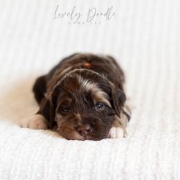 Orange Collar Boy - Merle male Australian Labradoodle puppy in Thousand Oaks, California from Lovely Doodle Lane