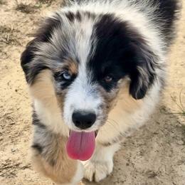 Totem - Blue merle male Miniature Australian Shepherd puppy in Patterson, North Carolina from DreamLine Aussies