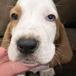 Basset Hound Puppies from Terry Farms