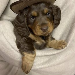 Dachshunds from Braden Puppies