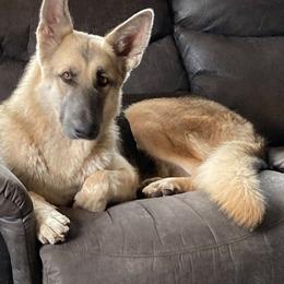 Ice - German Shepherd