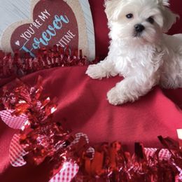 Maltese, Maltipoo, and Poodle Puppies from Healing Pawz LLC