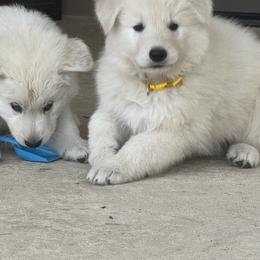 Berger Blanc Suisse and German Shepherd Puppies from Scenic Creek German Shepherds and White Swiss Shepherds