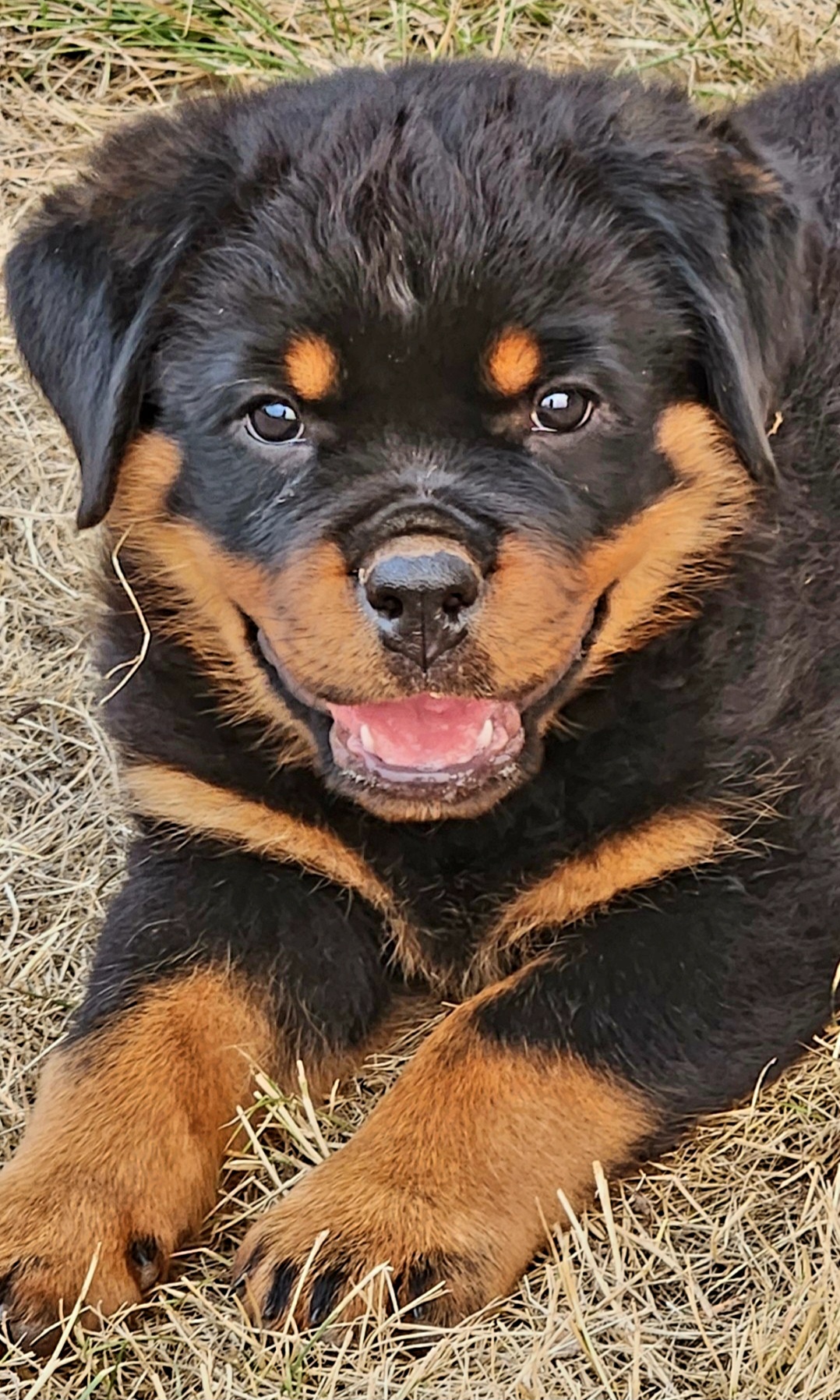 Rottweilers from Hilburgs Rottweilers