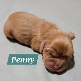 Penny - Ruby female Cavalier King Charles Spaniel puppy in Seneca, Kansas from Palmer Cavaliers