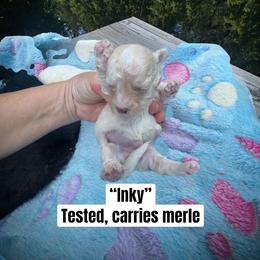 Inky - Merle male Maltipoo puppy in Coal City, Indiana from Angel Blue Dogs
