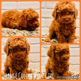 Orange Collar Girl - Red  female Goldendoodle puppy in San Augustine, Texas from Vintage Doodles