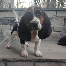 Joe - Black brown and white male Basset Hound puppy in Newton Grove, North Carolina from MGA Basset Hound
