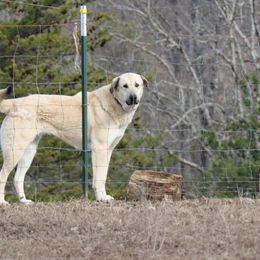 Anatolian Shepherd Dogs and Great Pyrenees from Three Little Birds Farm