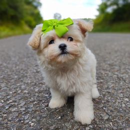 Korean Taiyo - Cream male Maltipoo puppy in Barren Springs, Virginia from Seeking Shalom Acres Maltese, Maltipoos & Havamalts