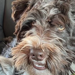 Miniature Schnauzers from Wild Wings and Things