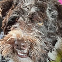 Miniature Schnauzers from Wild Wings and Things