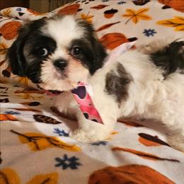 Blue collar  boy - Tricolor male Shih Tzu puppy in Woodsfield, Ohio from ROSE LANE SHIH TZUS