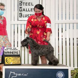 Dolly - Kerry Blue Terrier