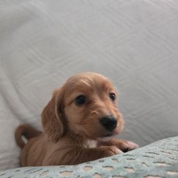 Bailey - Cream female Dachshund puppy in Lincolnton, North Carolina from Oakview Kennels