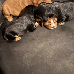 Cavalier King Charles Spaniel Puppies from Family first cavaliers