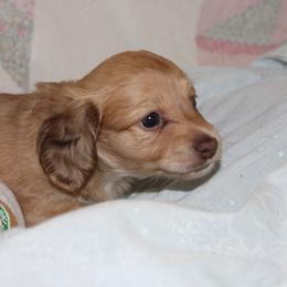 Stevie - Cream female Dachshund puppy in Staley, North Carolina from Langley Farms Dachshunds