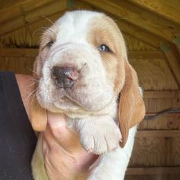 Boy 1 - Red and white male Basset Hound puppy in St. Cloud, Florida from Fancy Hounds