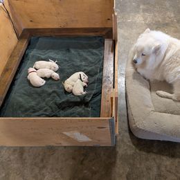 Girl 3 - White female Samoyed puppy in Effingham, Illinois from The Office Pups