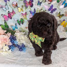 Orange Boy - Brown male Shihpoo puppy in Rockledge, Florida from Stormie's Doodles