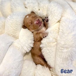 Bear - Red male Havapoo puppy in Huntsville, Alabama from Havapoo Kennels