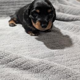 Athena - Black and tan female Dachshund puppy in Spring Hope, North Carolina from Hogan’s Lowrider Hounds