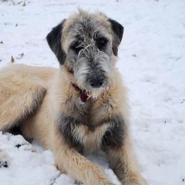 Orla - Irish Wolfhound