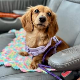 Pumpkin - Dachshund
