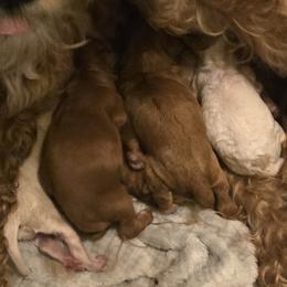 Cockapoo puppies from Lake Michigan Couture Cavapoos & Cockapoos