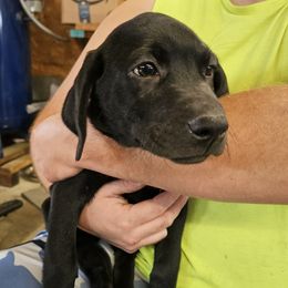 Bill (Dark Green Collar) - Black male Labrador Retriever puppy in Boyd, Minnesota from Lindley Labradors