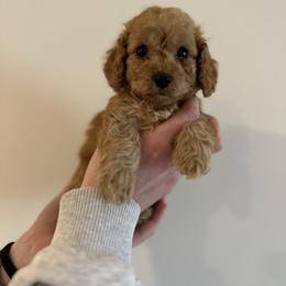 Grizz - Buff male Cockapoo puppy in Huntsville, Alabama from Cutie Cockapoos Breeding