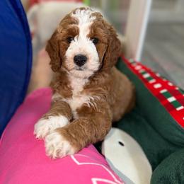 Pomodoro - Red  male Goldendoodle puppy in Miami, Florida from Jade’s Paws & Co. Of Miami LLC