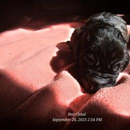 Black boy 1 - Black male Great Dane puppy in Albany, Oregon from Red Cloud Australian Shepherds and DeGray Great Danes & Bulldogs