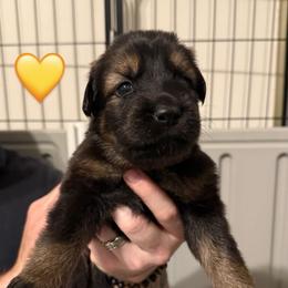 Yellow Collar Girl - Sable female German Shepherd puppy in Universal City, Texas from Jaxinhaus German Shepherds
