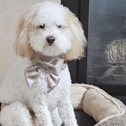 Elsa - Poodle