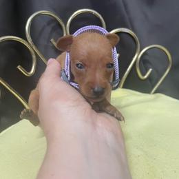 Tina - Stag red female Miniature Pinscher puppy in Lancaster, Missouri from White Stone Ranch
