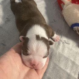 Boy 2 - Boston Terrier puppy in Newport, Oregon from Blue Coast Bulldogs