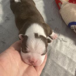 Boy 2 - Boston Terrier puppy in Newport, Oregon from Blue Coast Bulldogs