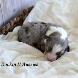 Bmm 2 - Blue merle male Toy Australian Shepherd puppy in Russellville, Arkansas from Rockin H Aussies