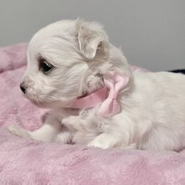 Korean Hope, Fully Health Teasted Parents - White female Maltese puppy in Greenville, North Carolina from Amanda's Sugar Sweet Puppies