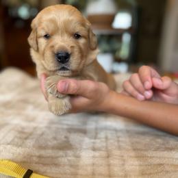 Yellow girl - Golden female Golden Retriever puppy in Macy, Indiana from Macy Golden Meadows