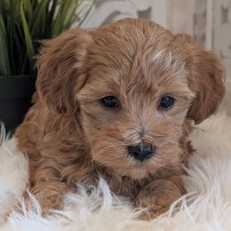 Aspen - Gold female Havapoo puppy in Burlington, Iowa from River View Puppies