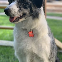 Border Collies from Sierra Peak