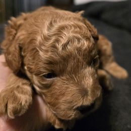 Jet - Red  male Poodle puppy in Windom, Texas from Wild Farm Puppies