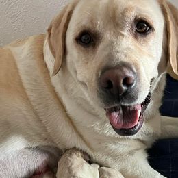 Labrador Retrievers from Foster’s Labs